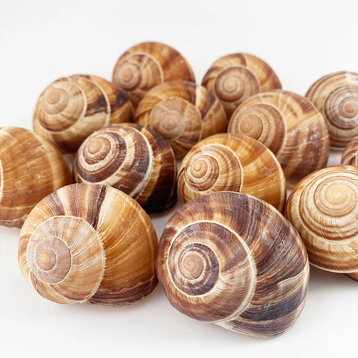 Empty Escargot Snails Shells, 36 Extra Large